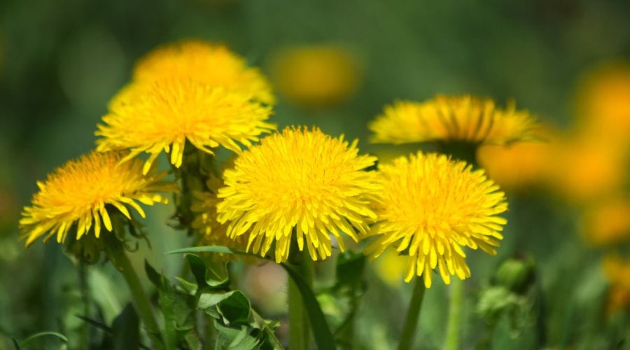 Kultevat: Reshaping the Rubber Industry with Dandelions