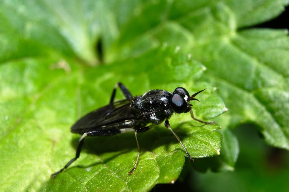 Hexafly Produces Sustainable Feed and Fertilizer from Black Flies