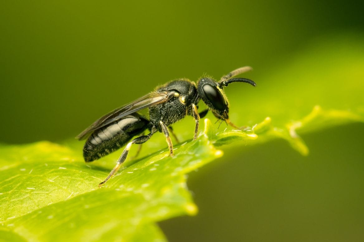 Humble Bee Bio's Materials are Inspired by Bees