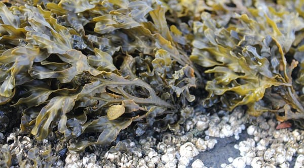 Seaweed Solutions: Notpla's Green Packaging Revolution